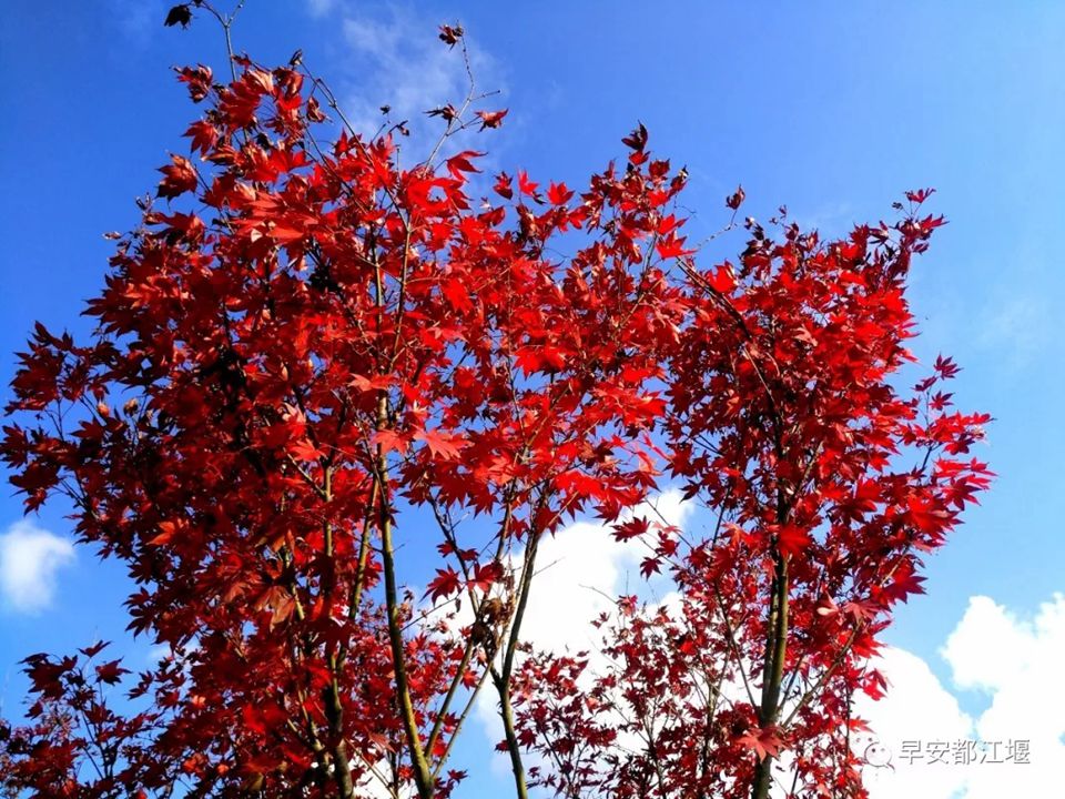 紅葉紅了 都江堰這處山谷已紅色似海 仿佛走進童話世界里