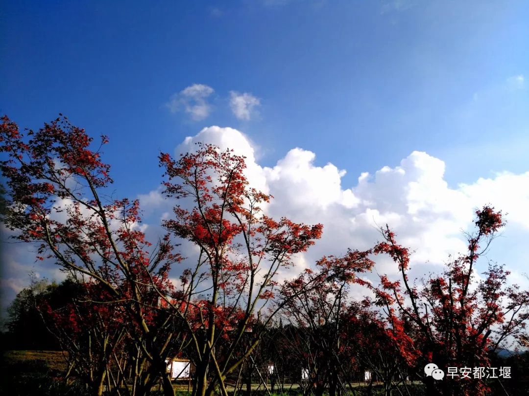 紅葉紅了 都江堰這處山谷已紅色似海 仿佛走進童話世界里