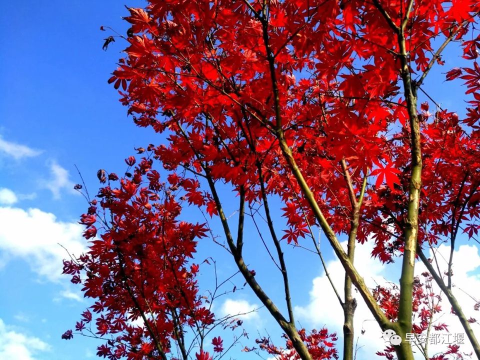 紅葉紅了 都江堰這處山谷已紅色似海 仿佛走進童話世界里