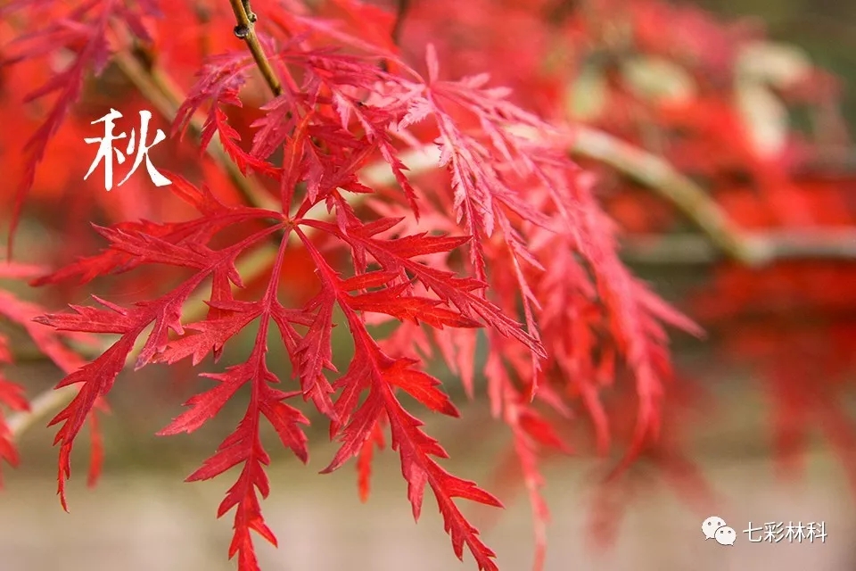 “秋日焰火”羽毛楓