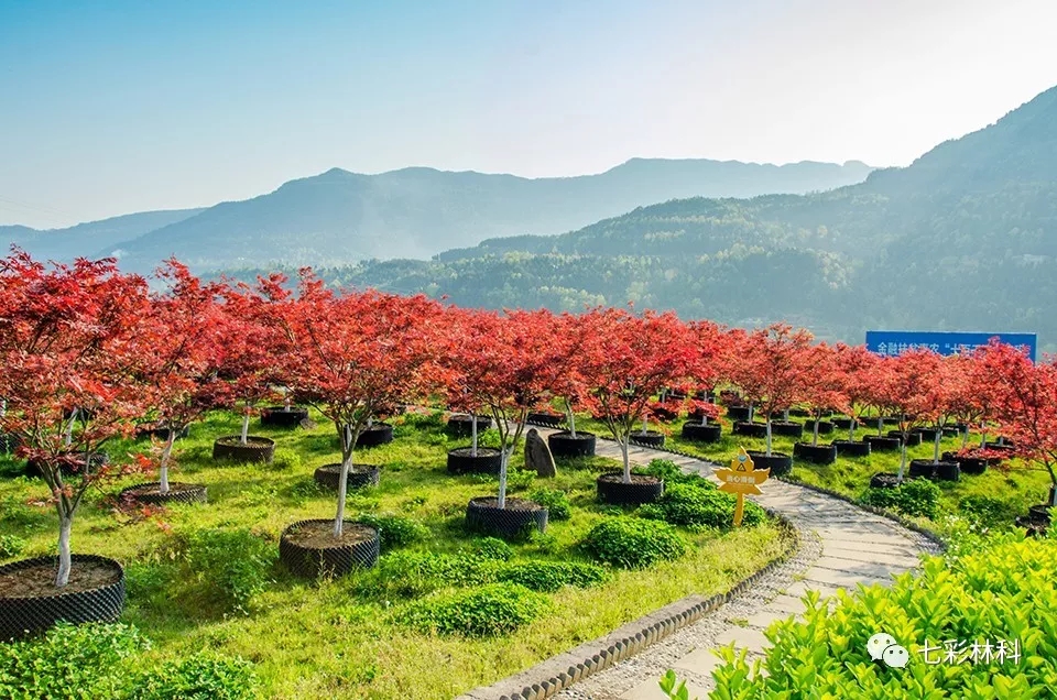 七彩林業(yè)入圍2019國際種植者獲獎企業(yè)名單