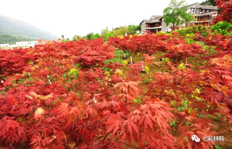 七彩林科2018年度十大新聞，哪些瞬間你記憶猶新？