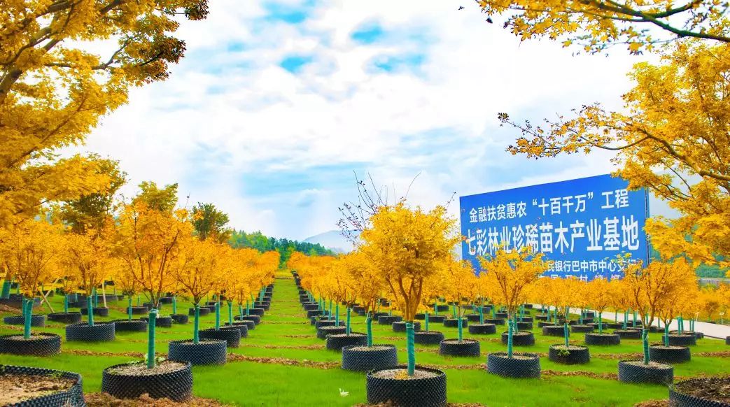 新時代下苗木業(yè)發(fā)展的十大趨勢