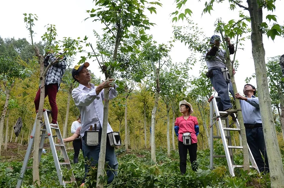 新時(shí)代下苗木業(yè)發(fā)展的十大趨勢(shì)