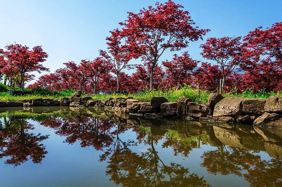 聚焦七彩|成都市高新管委會副主任陳衛(wèi)東率隊調(diào)研七彩林科