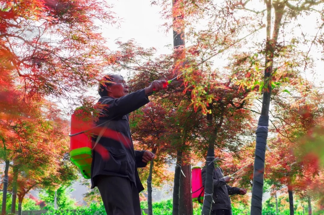 聚焦七彩|成都市高新管委會副主任陳衛(wèi)東率隊調(diào)研七彩林科