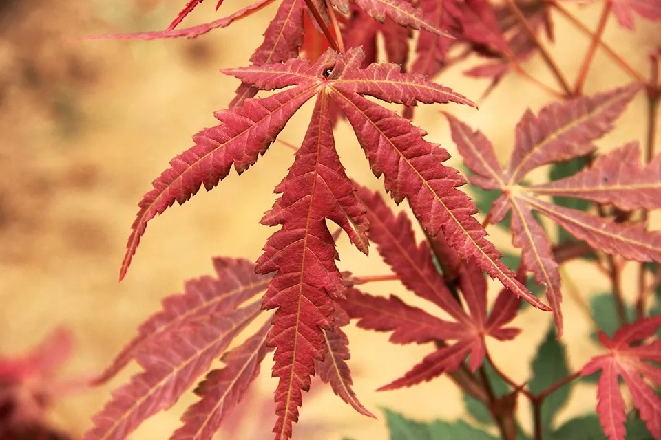 聚焦七彩|驚艷亮相蕭山花木節(jié)，全新品種榮獲“金獎產(chǎn)品”
