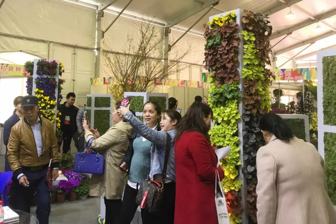 聚焦七彩|驚艷亮相蕭山花木節(jié)，全新品種榮獲“金獎產(chǎn)品”