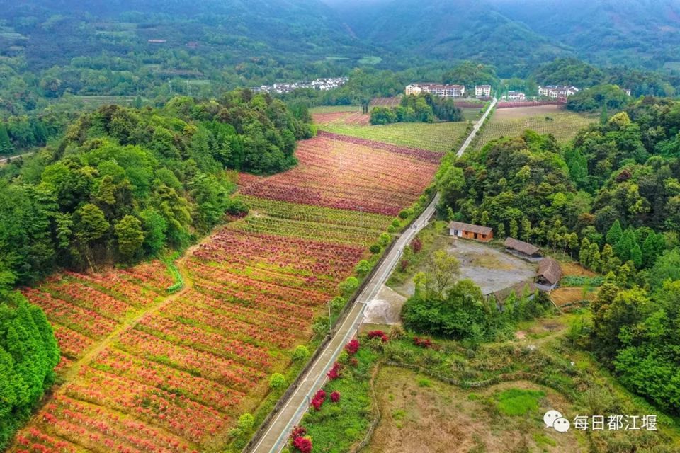 美翻了！都江堰千畝彩林成一道亮麗風(fēng)景線！趕快來打卡！