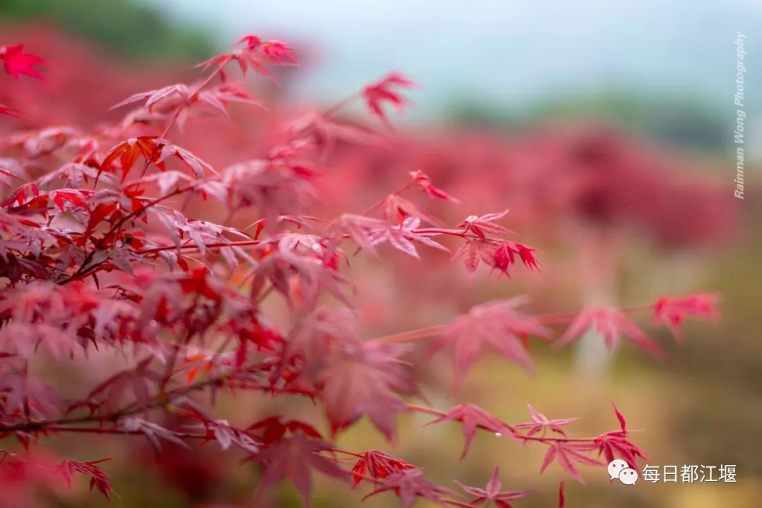 美翻了！都江堰千畝彩林成一道亮麗風景線！趕快來打卡！