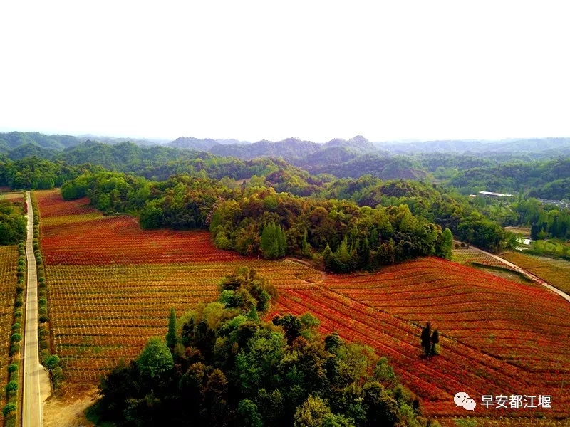 春季除了賞花還能賞葉 都江堰這里紅葉已經(jīng)染紅整個(gè)山谷