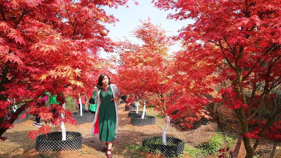 聚焦七彩| 十里紅楓千人醉 ,千畝彩林萬人至！