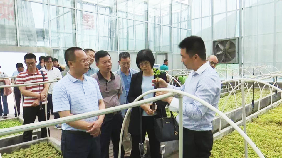 聚焦七彩┃ 合作共贏謀發(fā)展 七彩林科助力廣東陸河鄉(xiāng)村振興項(xiàng)目建設(shè)