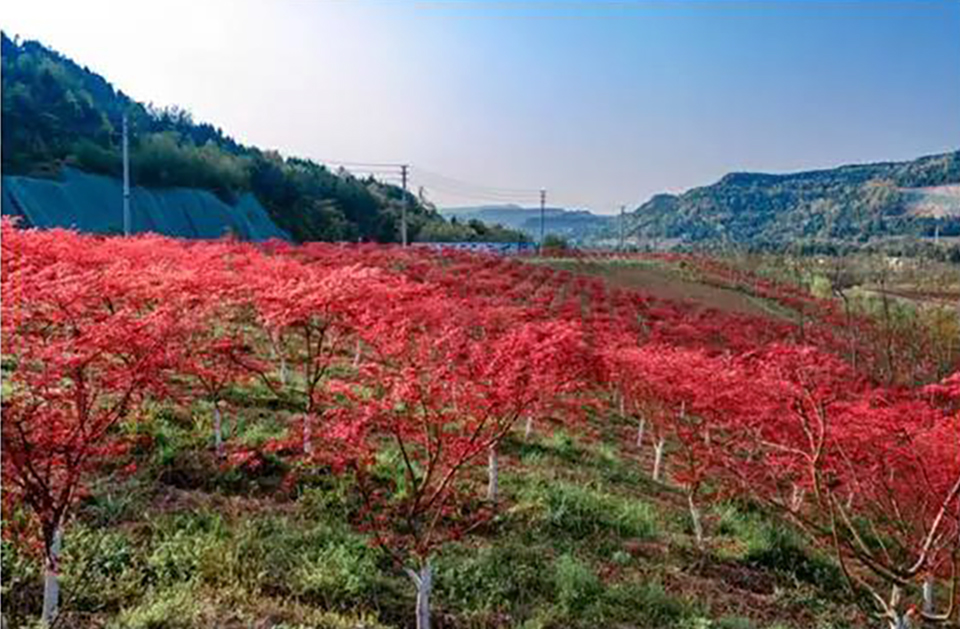 聚焦七彩┃ 合作共贏謀發(fā)展 七彩林科助力廣東陸河鄉(xiāng)村振興項(xiàng)目建設(shè)