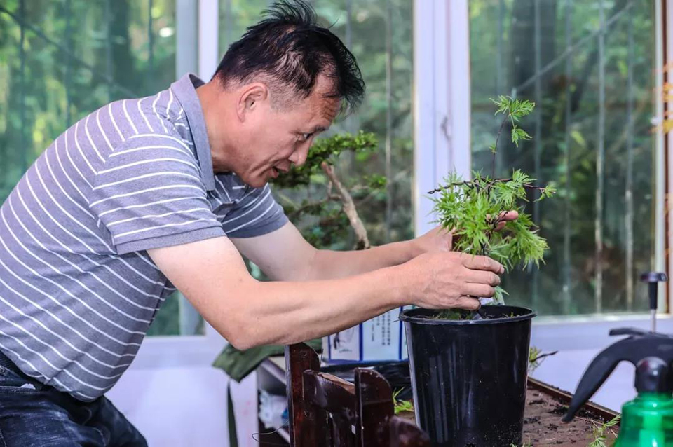 聚焦七彩│“花領學院”起航成都高新區(qū) 盆栽產業(yè)助推鄉(xiāng)村振興