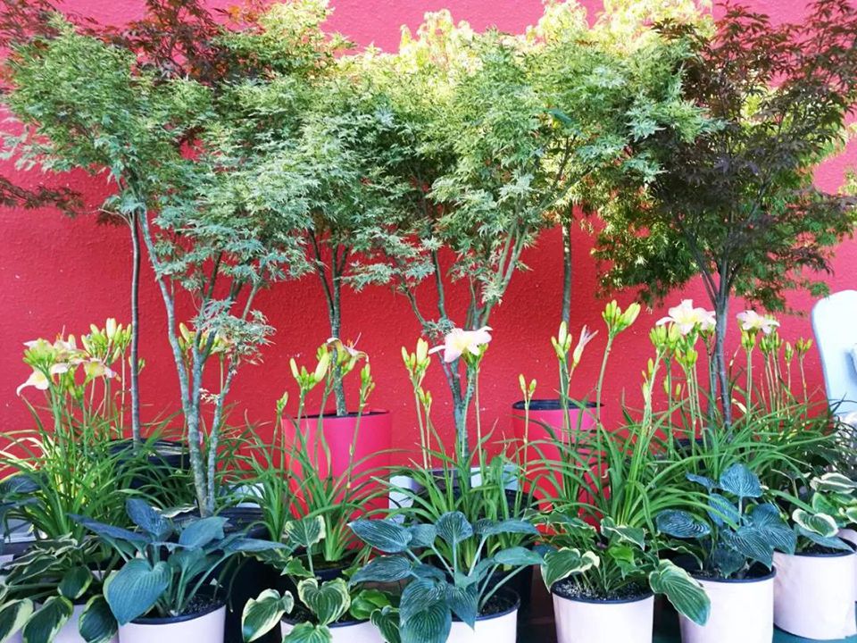 聚焦七彩 ▏亮相環(huán)境日主題活動(dòng)，七彩林科與你共建美麗中國(guó)！