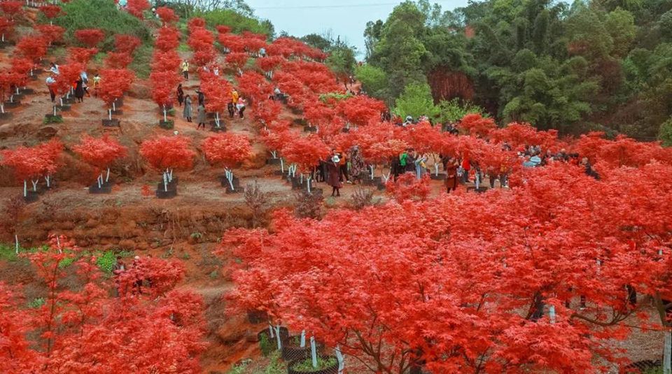 聚焦七彩 ▏亮相環(huán)境日主題活動(dòng)，七彩林科與你共建美麗中國(guó)！