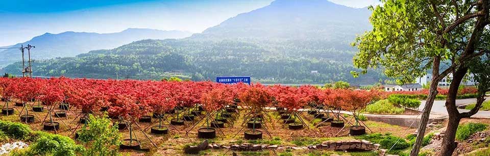 聚焦七彩|七彩林科長(zhǎng)灘花卉苗木基地入選“省級(jí)花卉產(chǎn)業(yè)園區(qū)”