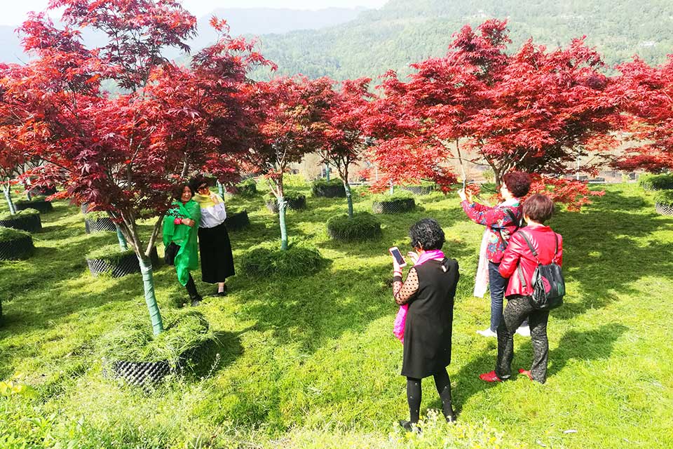 聚焦七彩|七彩林科長(zhǎng)灘花卉苗木基地入選“省級(jí)花卉產(chǎn)業(yè)園區(qū)”