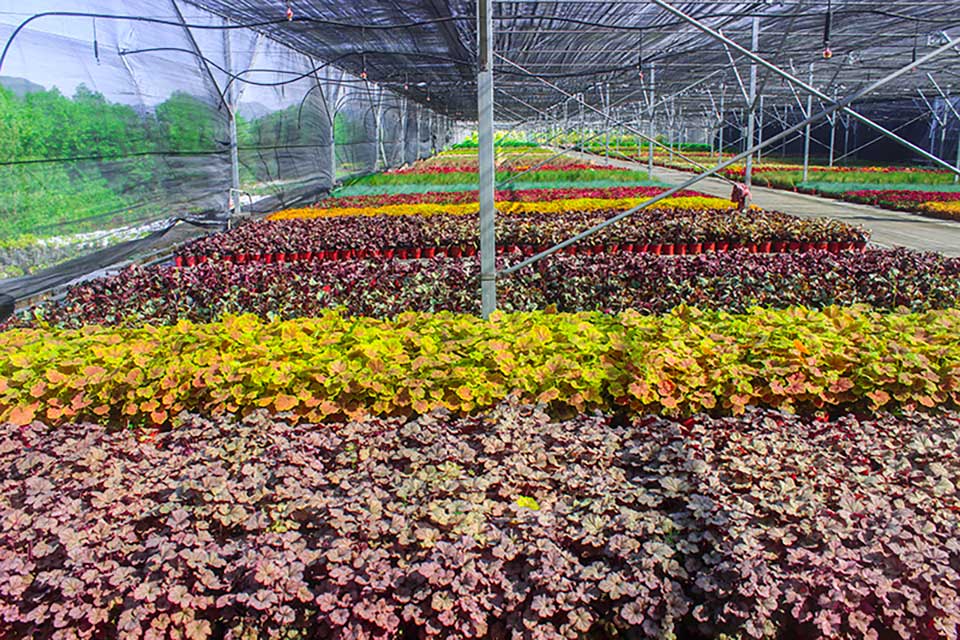 聚焦七彩|七彩林科長(zhǎng)灘花卉苗木基地入選“省級(jí)花卉產(chǎn)業(yè)園區(qū)”