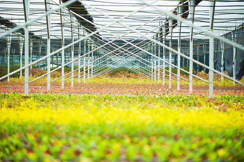 聚焦七彩|七彩林科長(zhǎng)灘花卉苗木基地入選“省級(jí)花卉產(chǎn)業(yè)園區(qū)”