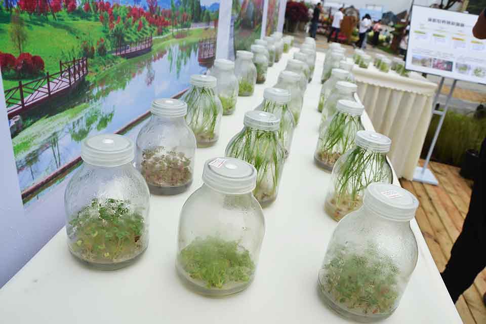 七彩林科驚艷亮相第三屆四川生產旅游博覽會（西部?成都花木博覽會）