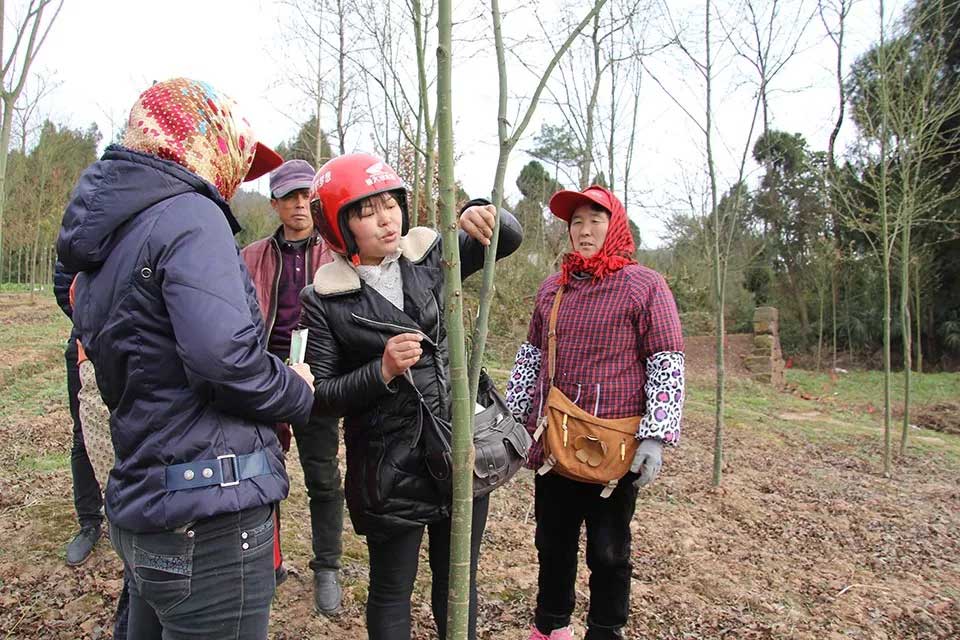 聚焦七彩|七彩林科總經(jīng)理王明理獲“四川省脫貧攻堅(jiān)獎(jiǎng)”