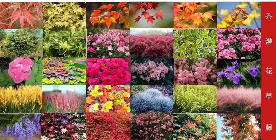 聚焦七彩|七彩林科彩色植物科普基地榮膺“四川省省級科普基地”