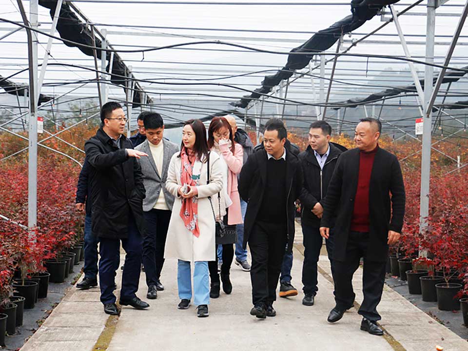 聚焦七彩|華僑城西部集團副總經(jīng)理喬曉燕一行參觀考察七彩林科