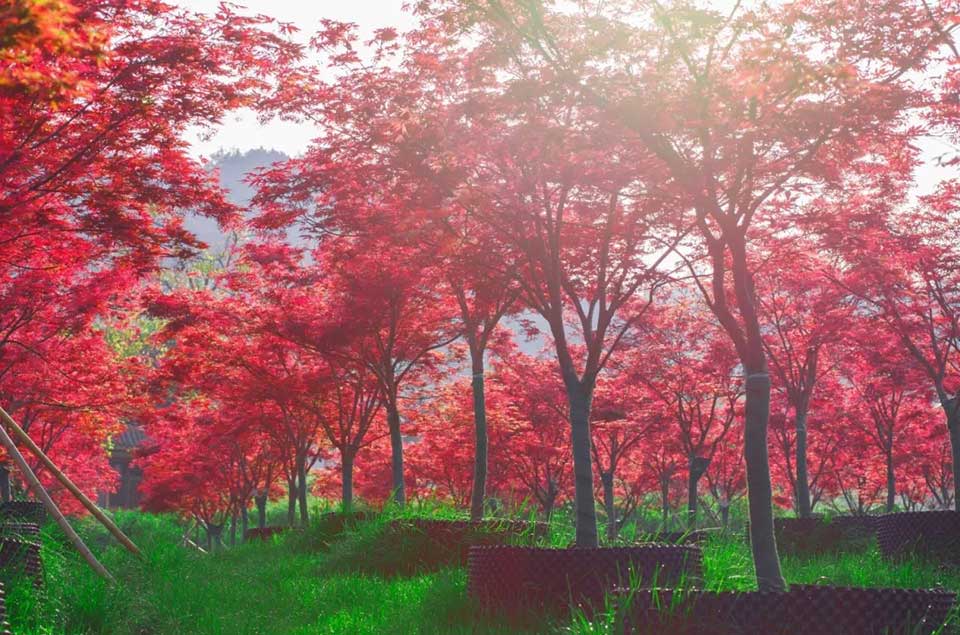 聚焦七彩|七彩林科獲評(píng)“四川省第一批扶貧龍頭企業(yè)” 聚焦七彩|七彩林科獲評(píng)“四川省第一批扶貧龍頭企業(yè)”