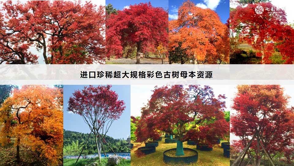 聚焦七彩|七彩林科榮膺“中國(guó)林業(yè)產(chǎn)業(yè)創(chuàng)新獎(jiǎng)”