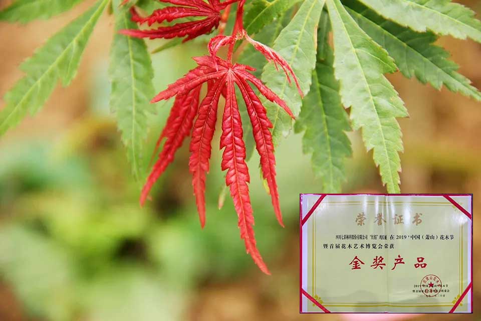 大事記|2019，我們和七彩一起走過的那些難忘瞬間.......