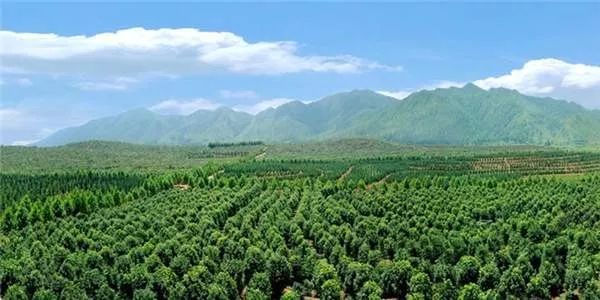 揭短板 促發(fā)展 ——疫情時期談苗木 