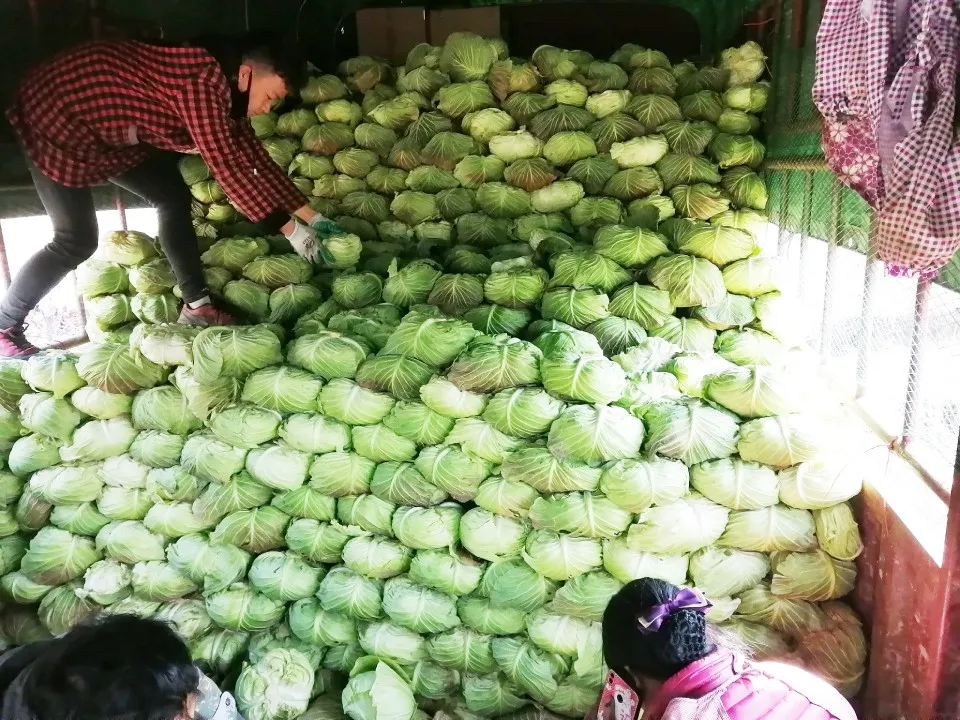 抗擊疫情！七彩林科向湖北隨州一線醫(yī)務(wù)工作者捐贈蔬菜15噸