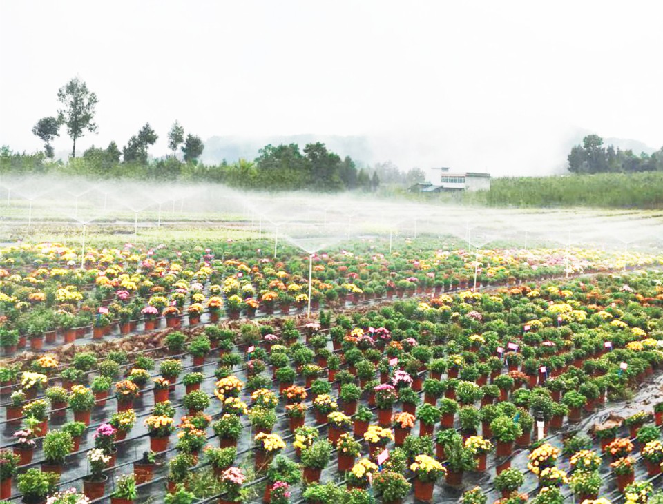 巴中兩村實(shí)踐七彩模式，齊榮膺2019四川鄉(xiāng)村振興戰(zhàn)略示范村！