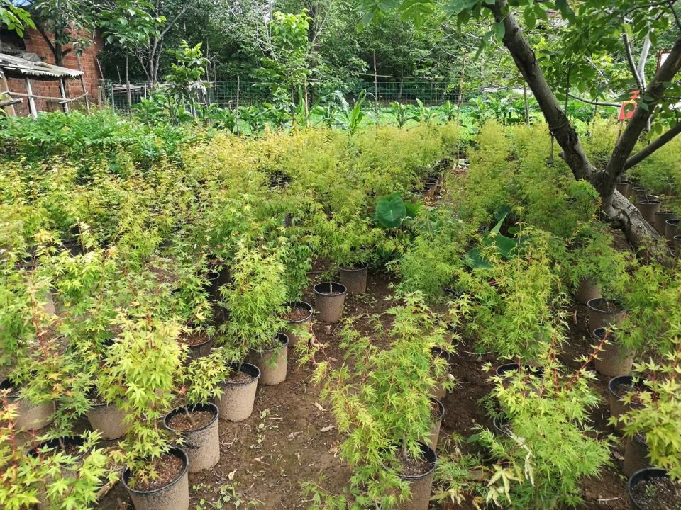 “花領(lǐng)學(xué)院”盆栽技術(shù)培訓(xùn)高新區(qū)開講 奏響鄉(xiāng)村振興“沖鋒號”