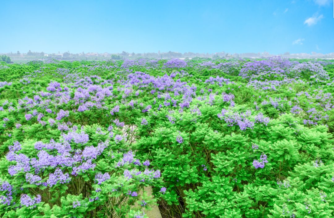 免費！七彩林科上萬株藍花楹來襲，秒殺澳洲和南非！