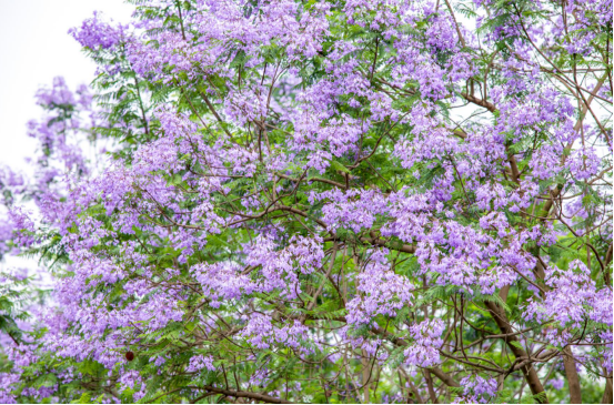 免費！七彩林科上萬株藍花楹來襲，秒殺澳洲和南非！