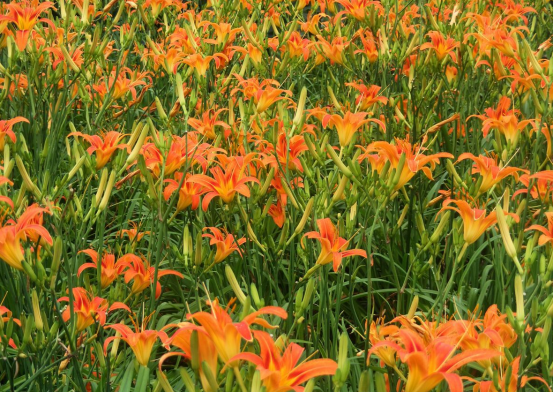 當季熱賣花灌木產(chǎn)品推介