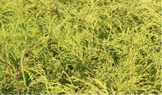 當季熱賣花灌木產(chǎn)品推介