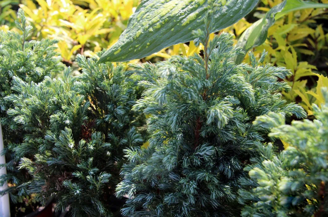 當季熱賣花灌木產(chǎn)品推介