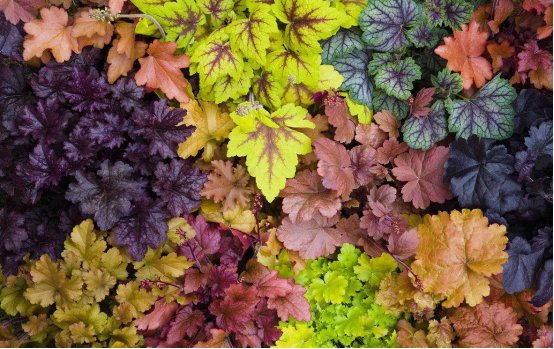 當季熱賣花灌木產(chǎn)品推介