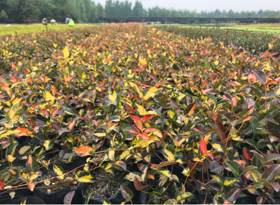 當季熱賣花灌木產(chǎn)品推介