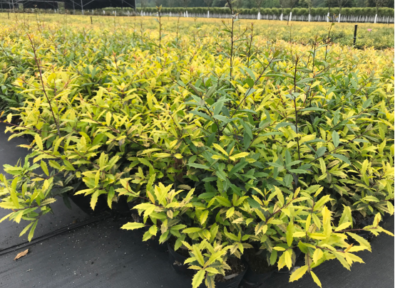 當季熱賣花灌木產(chǎn)品推介