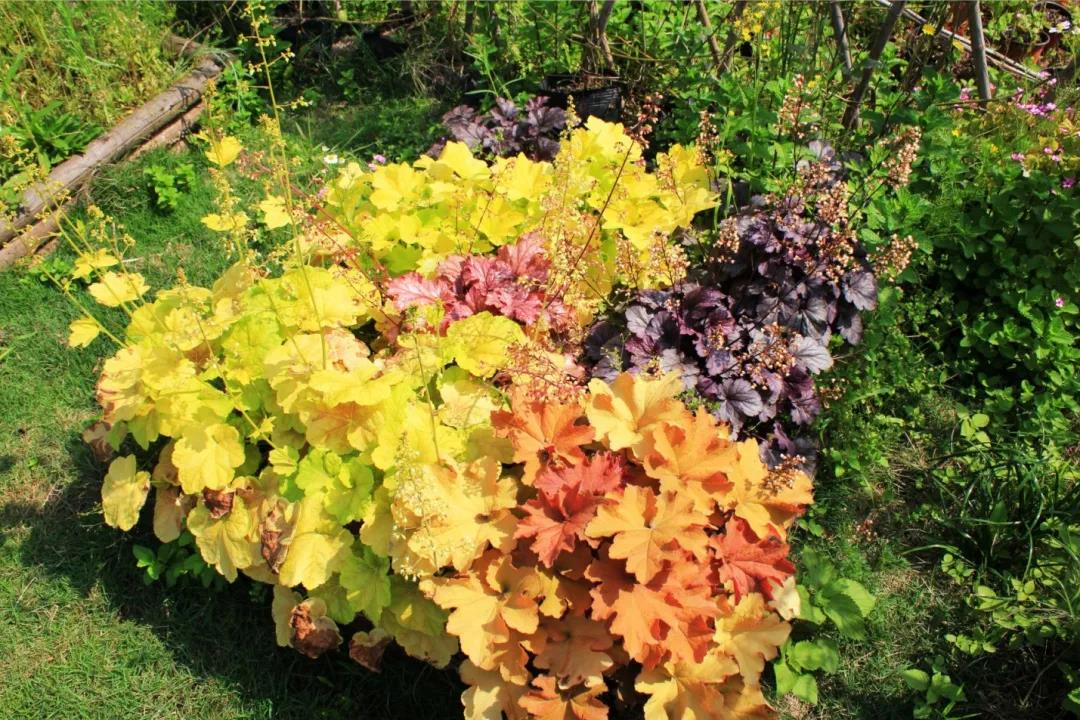 聚焦七彩|藥用觀賞植物助力中藥材產(chǎn)業(yè)走出發(fā)展新道路