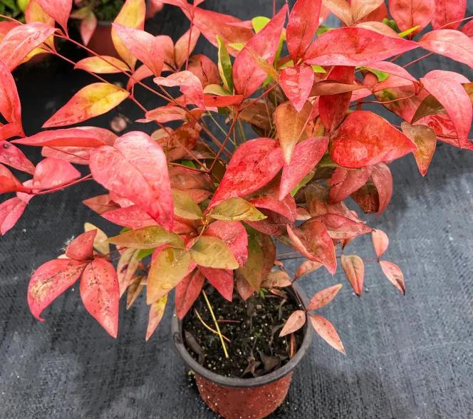 聚焦七彩|藥用觀賞植物助力中藥材產(chǎn)業(yè)走出發(fā)展新道路