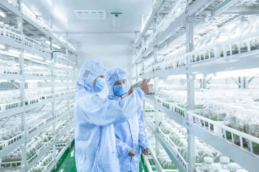 聚焦七彩|“國家花卉工程技術研究中心彩葉植物創(chuàng)新中心（西南）”隆重揭牌