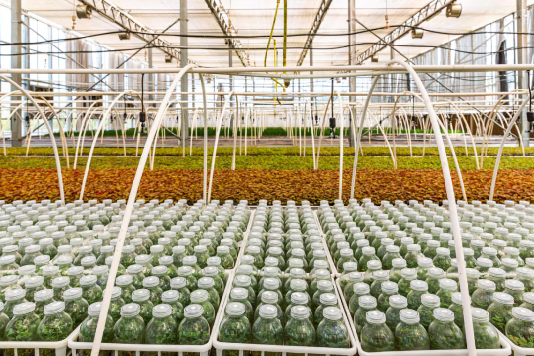 聚焦七彩|“國家花卉工程技術研究中心彩葉植物創(chuàng)新中心（西南）”隆重揭牌