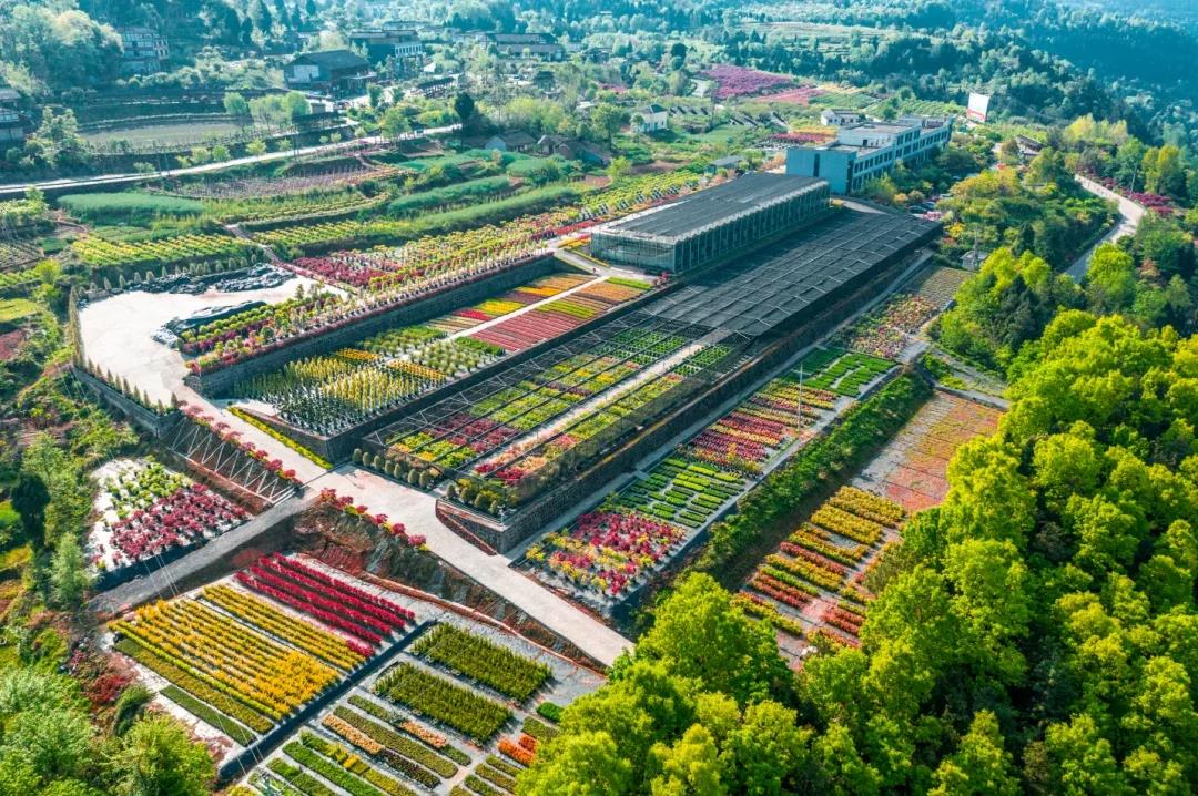 聚焦七彩|“國家花卉工程技術研究中心彩葉植物創(chuàng)新中心（西南）”隆重揭牌