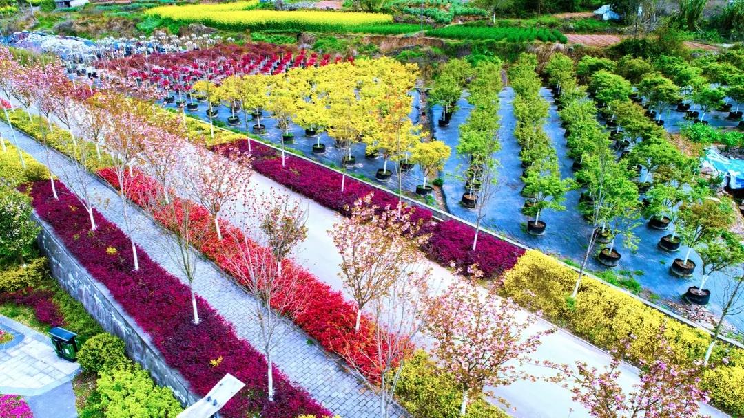 聚焦七彩|“國家花卉工程技術研究中心彩葉植物創(chuàng)新中心（西南）”隆重揭牌